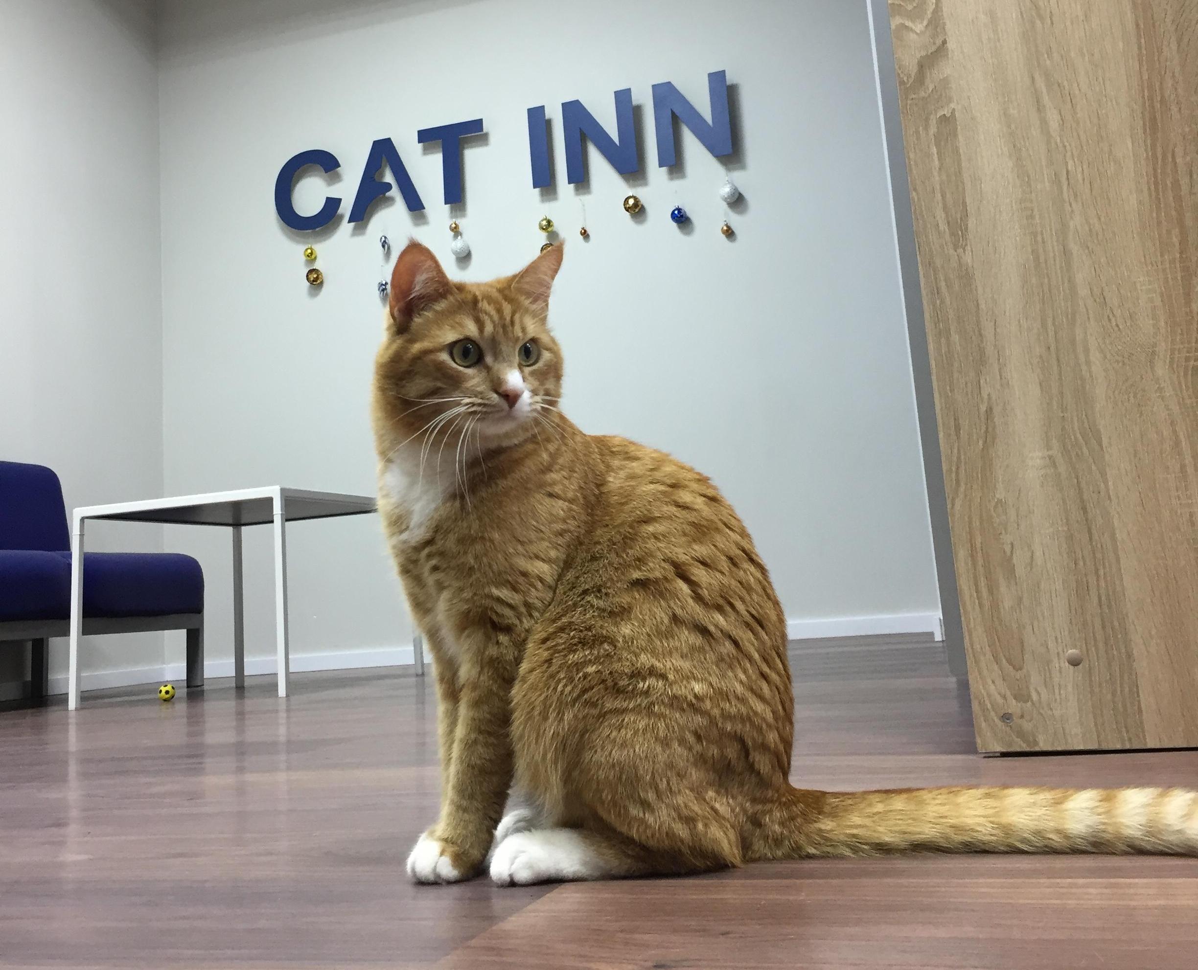 Как появилась кошачья гостиница CAT INN