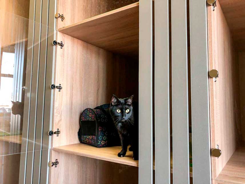 Черный кот собирается на обед в гостинице для кошек
